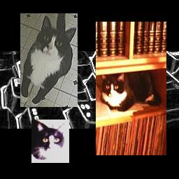 Shooz - ATTACK CAT